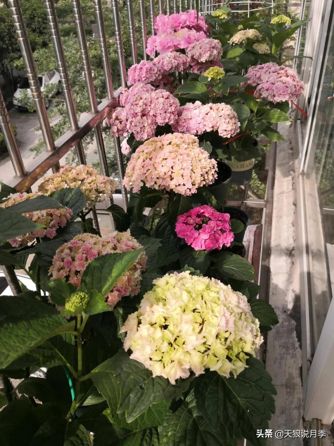 圆滚滚的绣球，瀑布般的花墙，这届花友也太会种花了吧