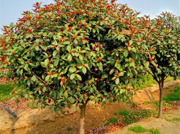 高杆红叶石楠树,清幽红叶石楠