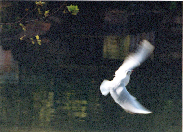 翡翠湖翠湖,昆明春城翠湖