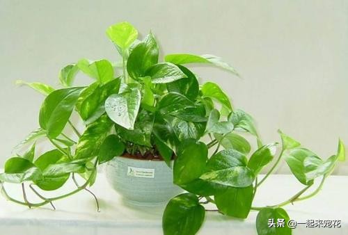 小苏打水浇绿萝绿萝疯长不停,哪三种水浇绿萝绿萝疯长