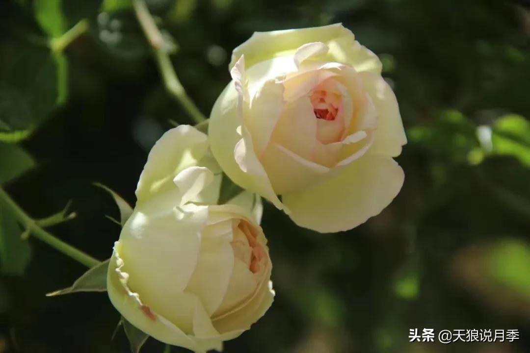 圆滚滚的绣球，瀑布般的花墙，这届花友也太会种花了吧