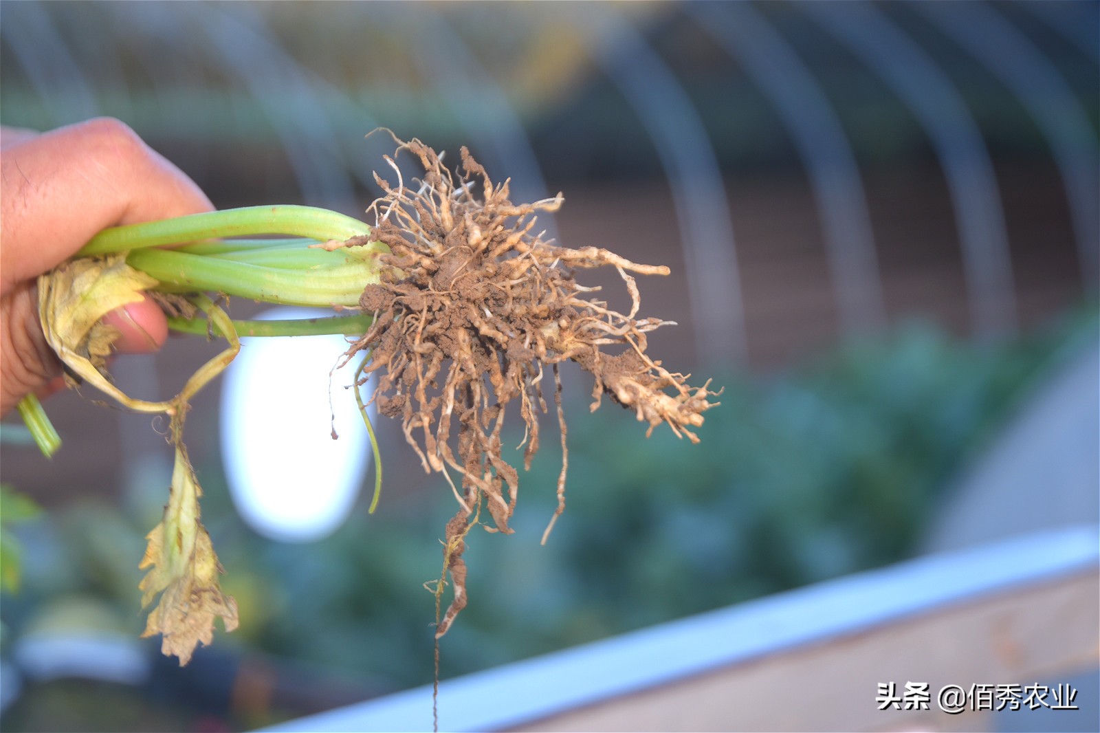 农作物根线虫怎么防,如何防治蔬菜线虫