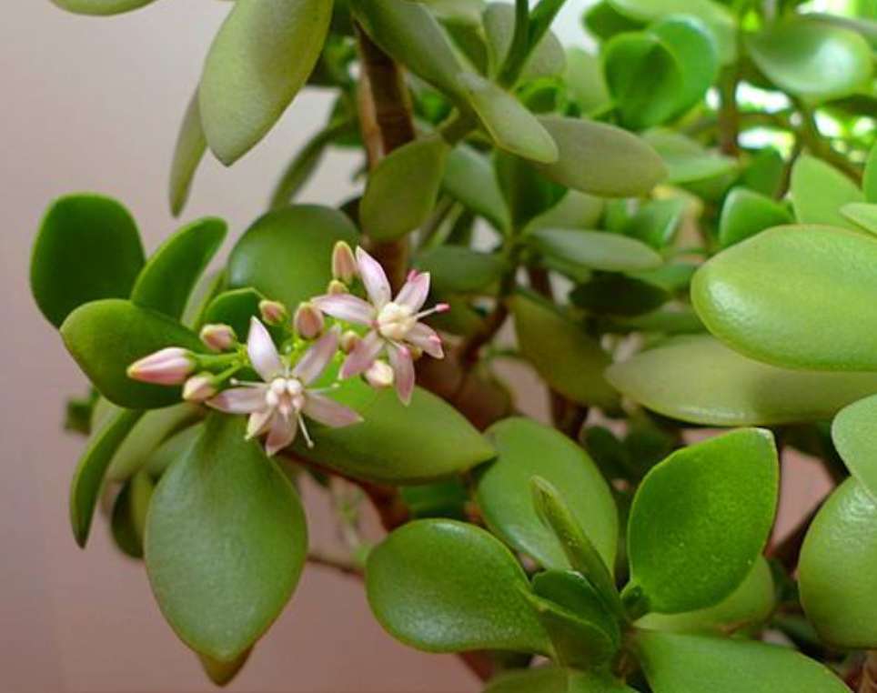 玉树怎么养才能开花多,玉树怎么养才会开花呢