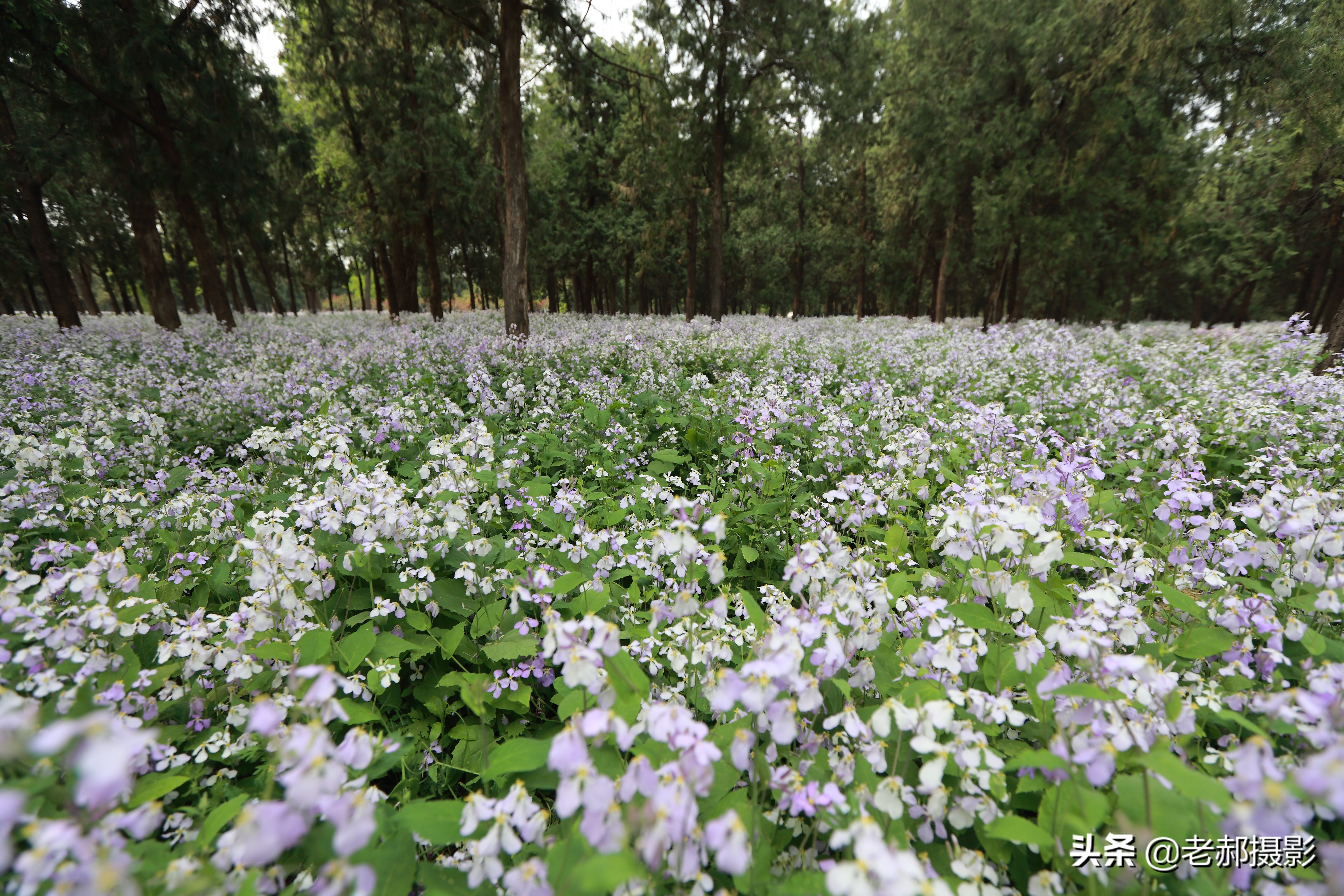 北京二月兰花海旅游,北京最大兰花海在哪里