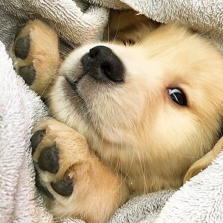 今日萌图,仓鼠身上长了疑似肿瘤的东西