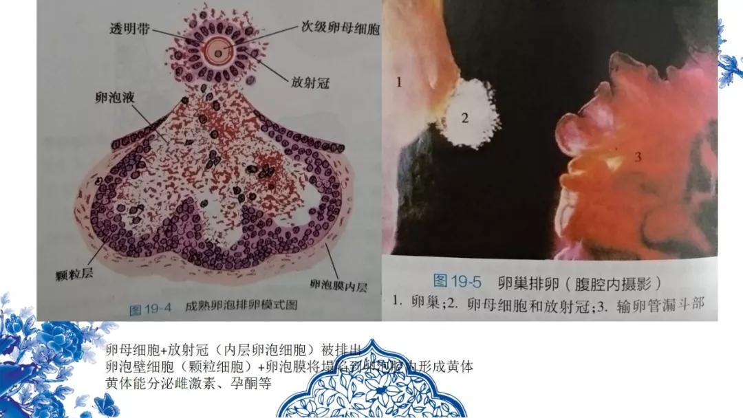 卵巢原发肿瘤的分析思路