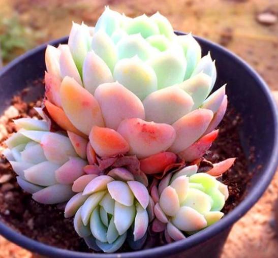 夏养多肉冰梅容易黑腐化水?盆栽往3方面下功夫,看着仙气飘飘