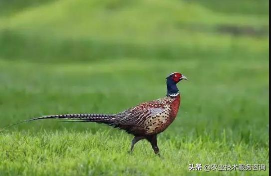 野鸡育雏技术,野鸡疫苗