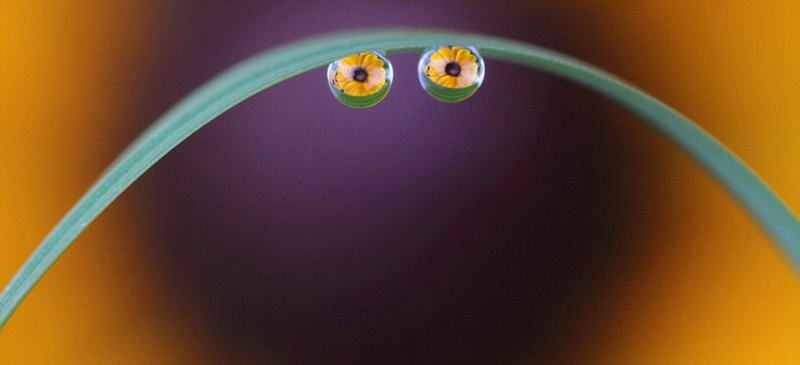 拍摄水滴花技巧,水珠花微距拍摄技巧