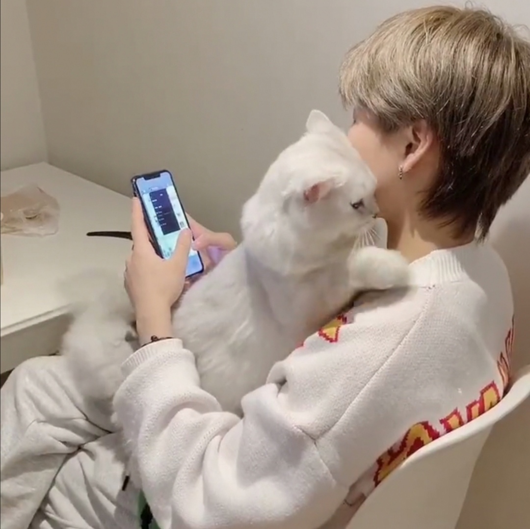 怎样让猫咪喜欢你帮它梳毛,猫咪经常犯错铲屎官应该如何调教