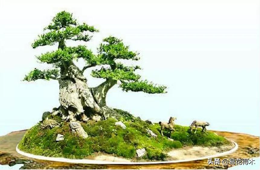 盆景制作与赏析观花,盆景对节白蜡怎么造型