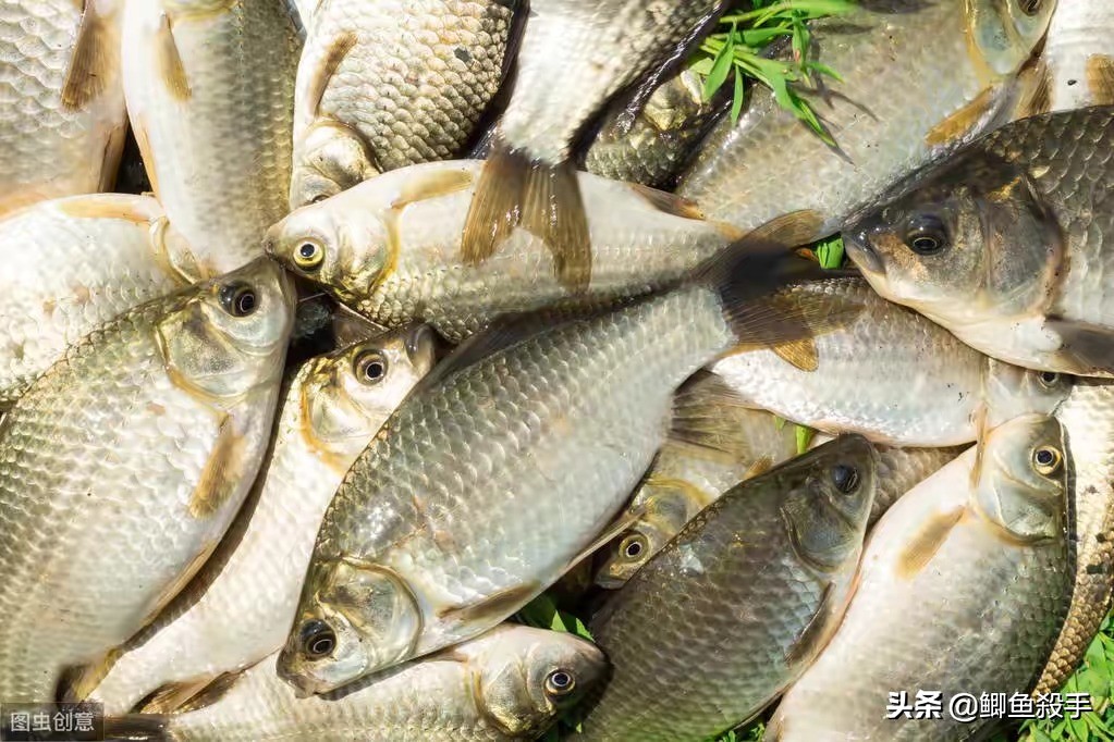 小雪过后用炮竿专钓大鲫鱼，选择鱼竿把握这四点，好用又便宜