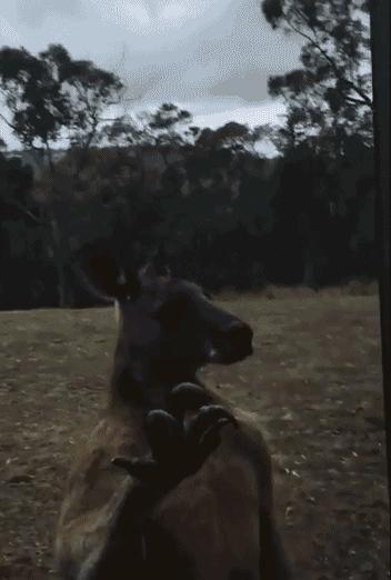 袋鼠和人打架视频,袋鼠为什么喜欢和狗狗打架