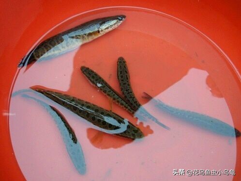 养黑鱼观赏鱼的技巧和方法,黑鱼观赏鱼怎么养