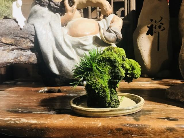 禅意浓浓的菖蒲盆景,最有禅意小绿植是菖蒲