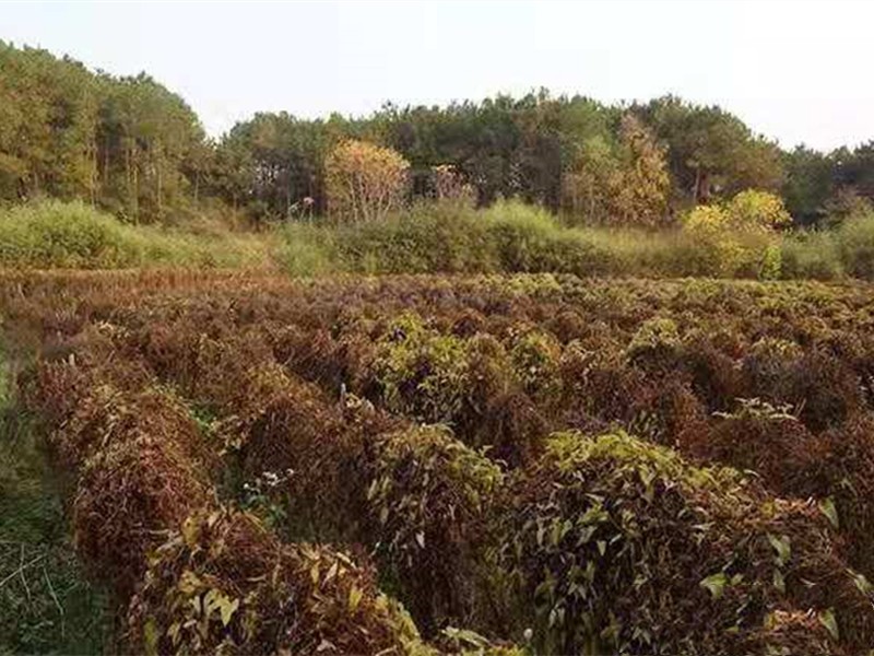 山药根腐病如何根除,山药病害严重是怎么回事