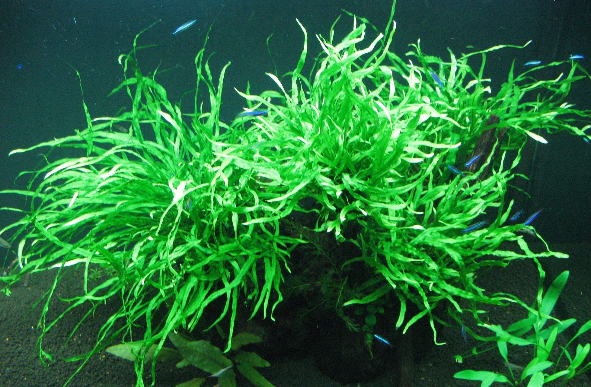 细叶铁叶子发黑,细叶铁皇冠发黑