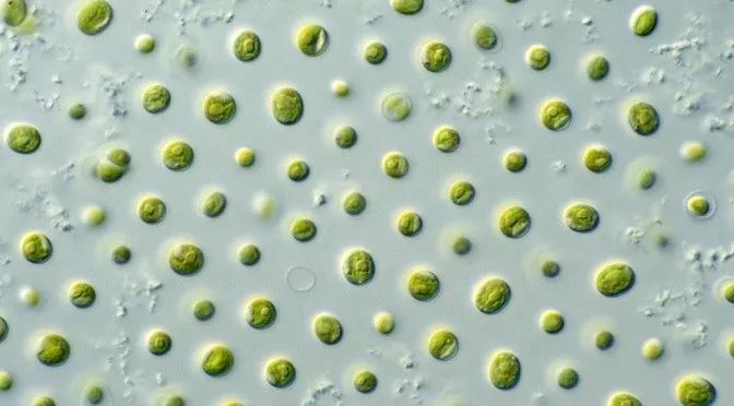 吃我：海藻对你有八个好处