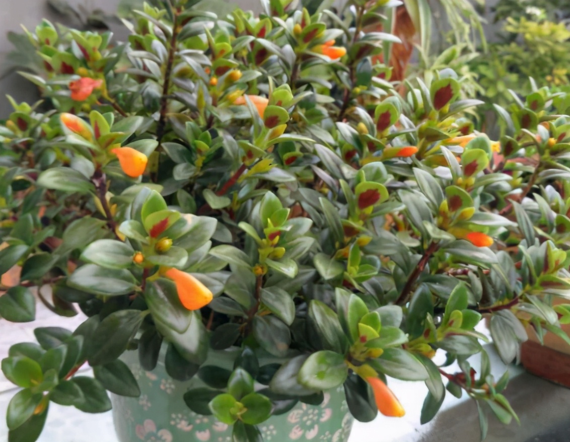 吊兰养护方法及注意事项,养吊兰注意这几点让其蹭蹭长爆盆