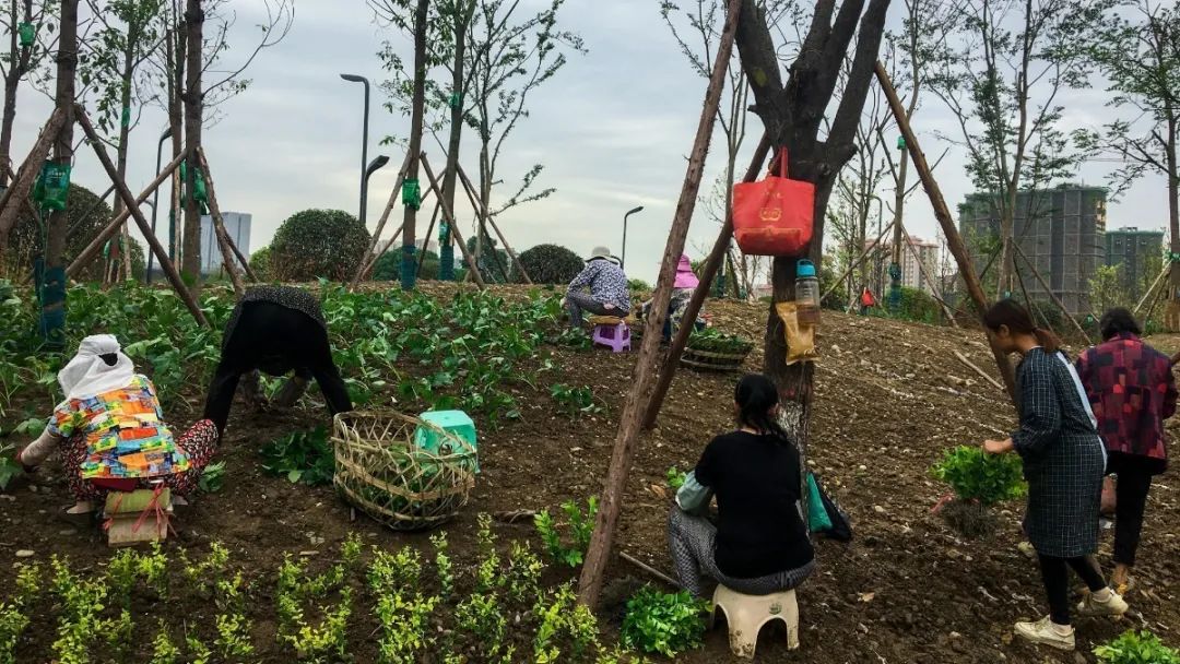 彭山竹韵廊在什么地方,彭山区竹韵廊公园航拍