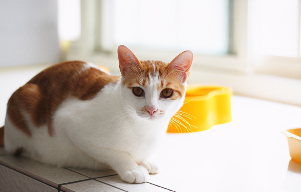 主人不在家猫咪饮食怎么解决,猫咪吃了化毛膏后不爱吃饭