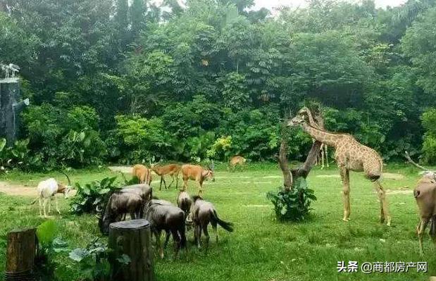 郑州野生动物园开园,郑州长隆动物园