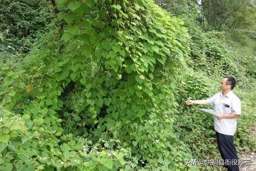 县林业局事业编,乡镇事业编和县局事业编哪个好