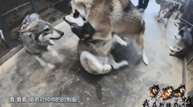 哈士奇养成狼,狼被养成了哈士奇