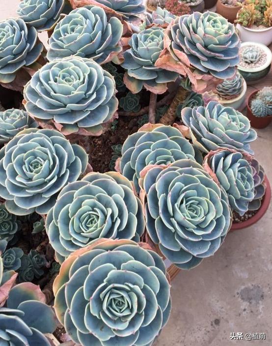 养了4年的玉蝶，不但没有“摊饼”，反而变成爆盆状态