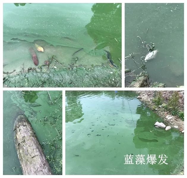 裸藻和裸甲藻是同一藻类吗,蓝藻与绿藻的相同点