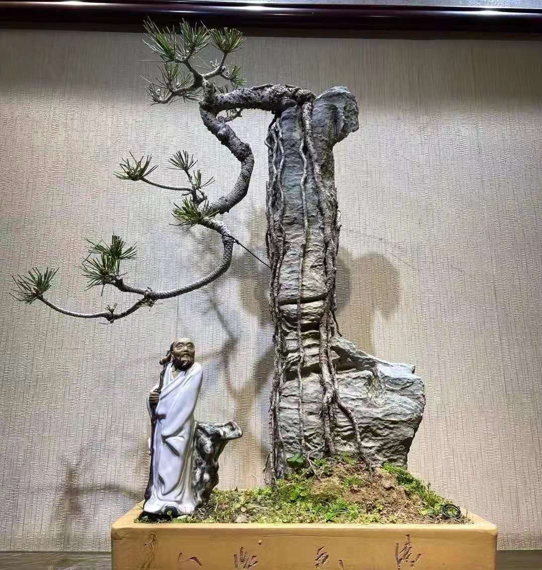 附石黑松的养护技巧 (大附石黑松)