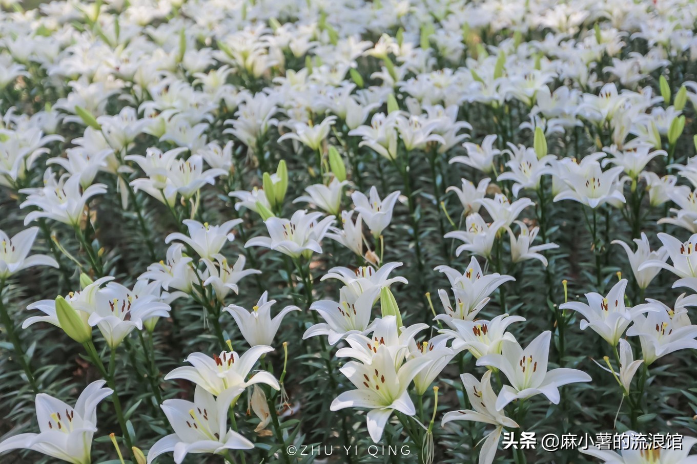 无锡梅园不只能赏梅，初秋近万亩百合花海盛放，小姐姐直呼太美了