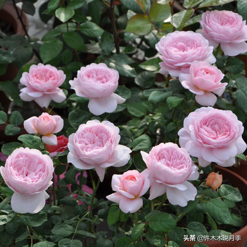 为啥网上买的月季花很难成活,为什么买的月季花养不活