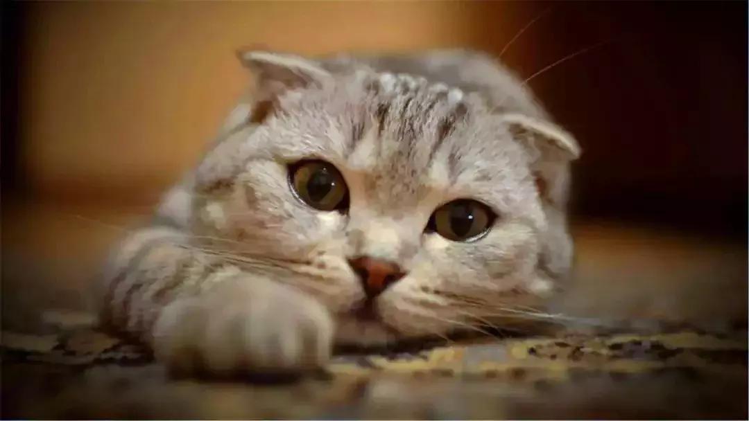 如何用猫条训练猫咪握手,铲屎官学猫咪姿势