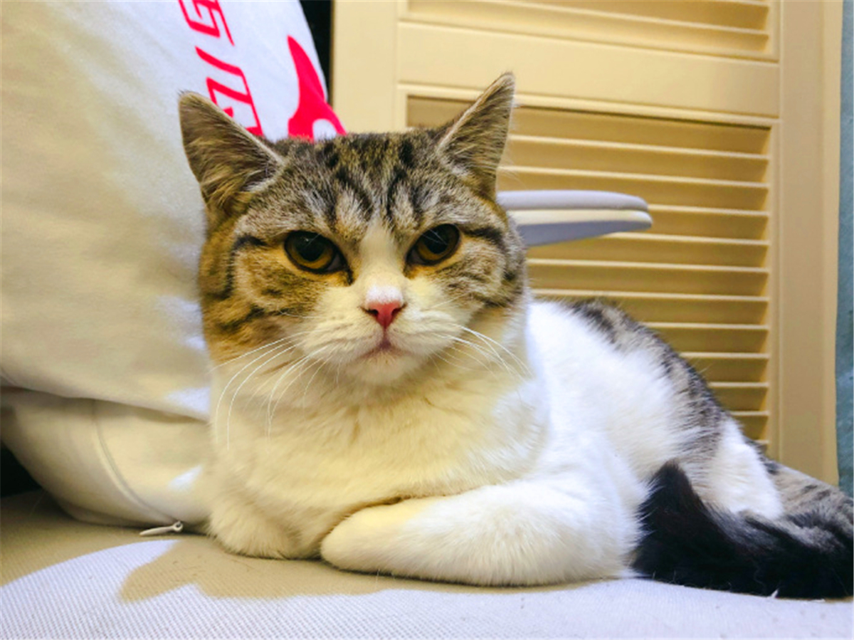 这些名贵的中华田园猫你都知道吗,田园猫哪个品种最稀少