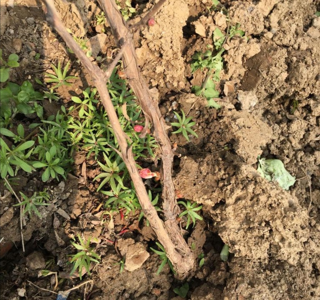 葡萄树冬天发芽了怎么办,葡萄树冬天11月份发芽怎么办