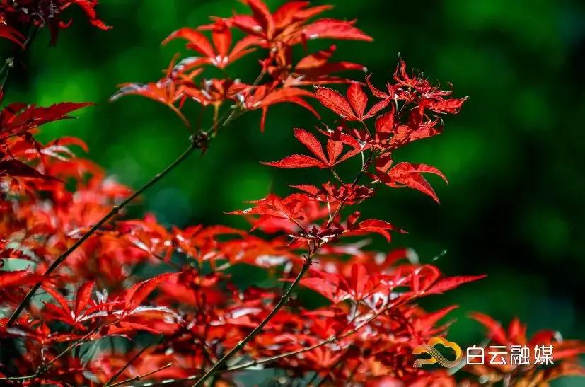 帽峰山看枫叶路线,帽峰山看枫叶