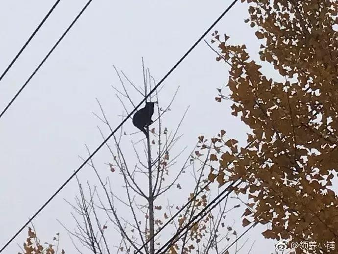 流浪猫被困25米树梢八天七夜,猫咪奄奄一息24小时突然活下来了