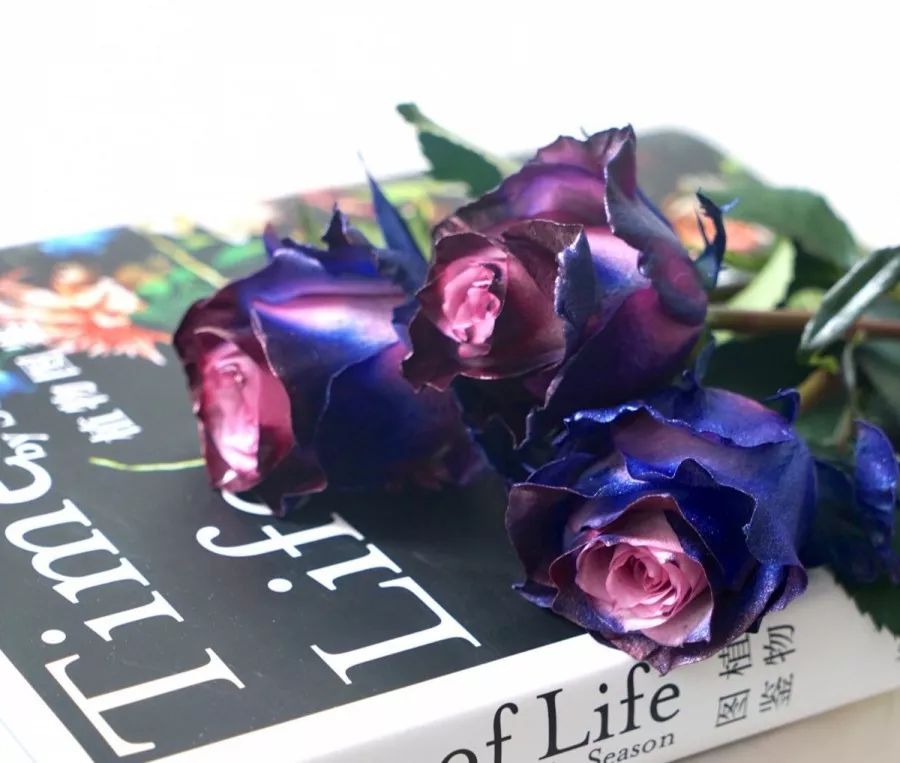 热销玫瑰,顶级进口玫瑰