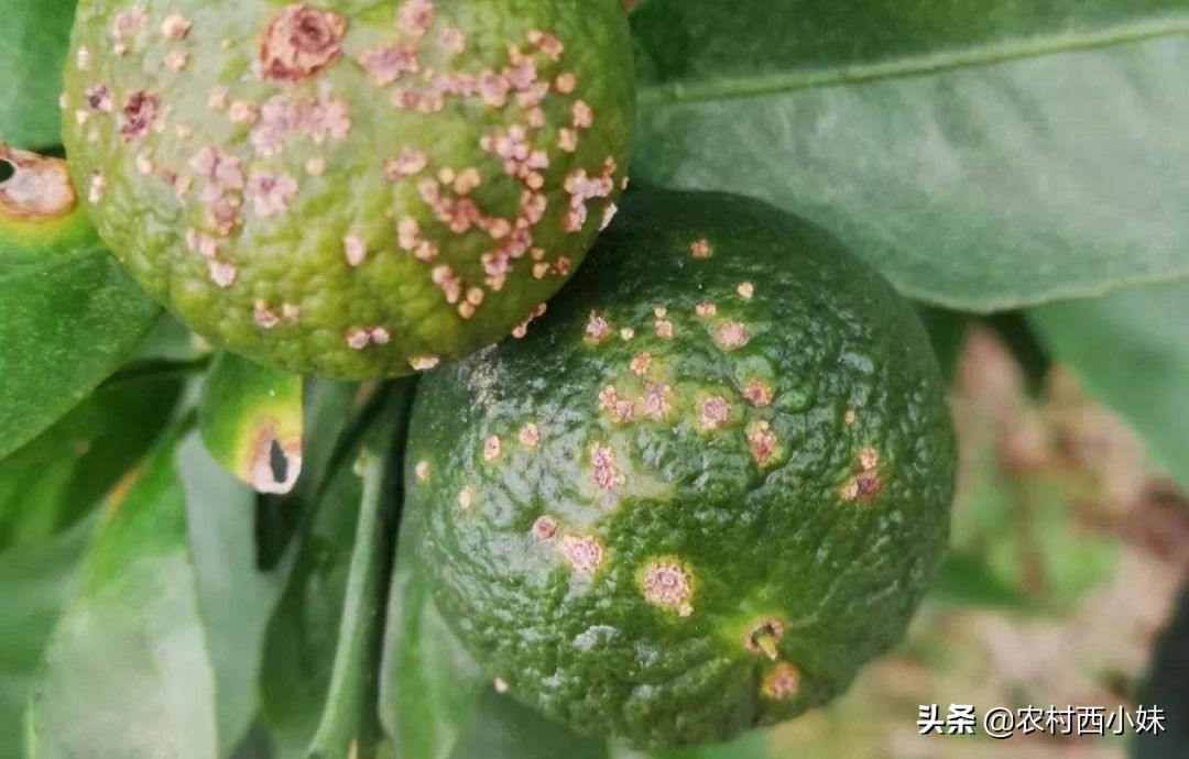 你掌握了哪些灭除害虫的小妙招呢,防治蔬菜地下害虫的无公害农药