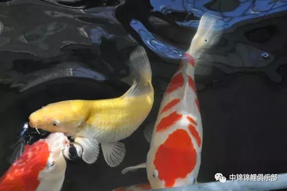 院子鱼池养入门锦鲤,新手养锦鲤和金鱼要用哪些设备