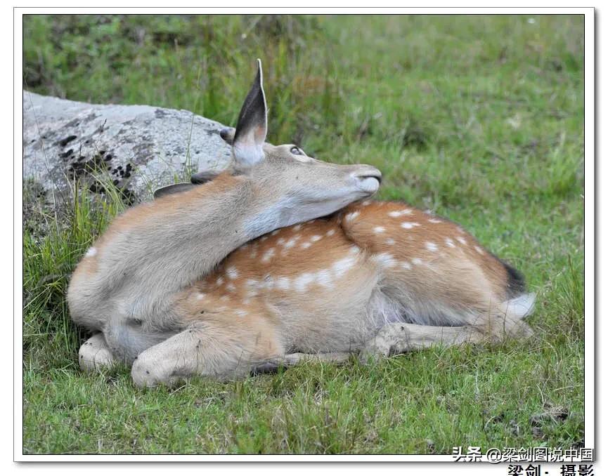 禁止野生动物保护环境人人有责,保护生态环境禁止野生动物上餐桌
