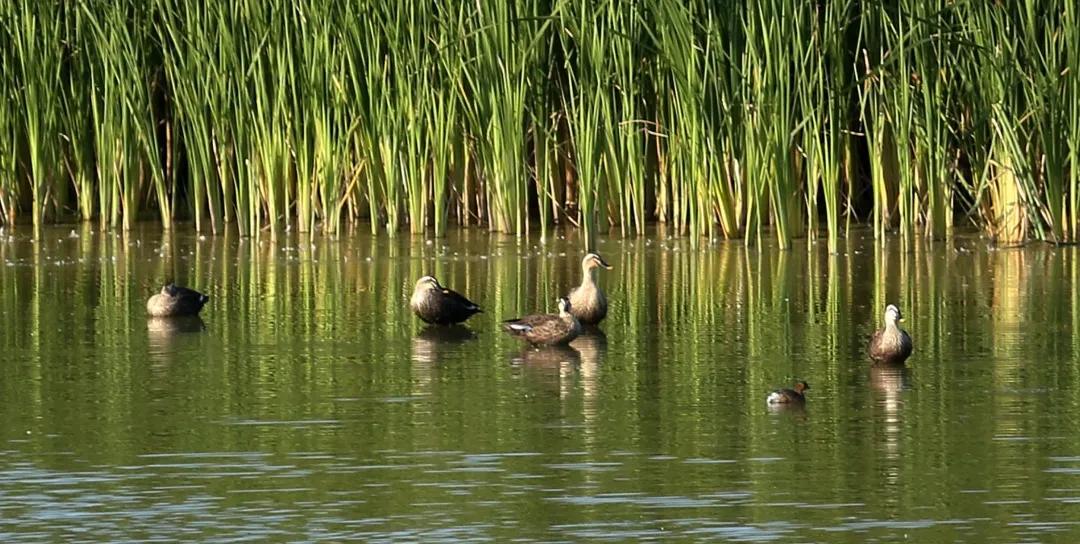 涂上黄色的“润唇膏”，TA就是野鸭中最靓的仔