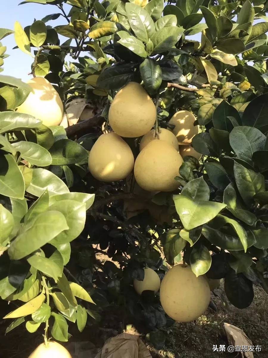 宣恩贡水柚直播间,宣恩贡水白柚苗