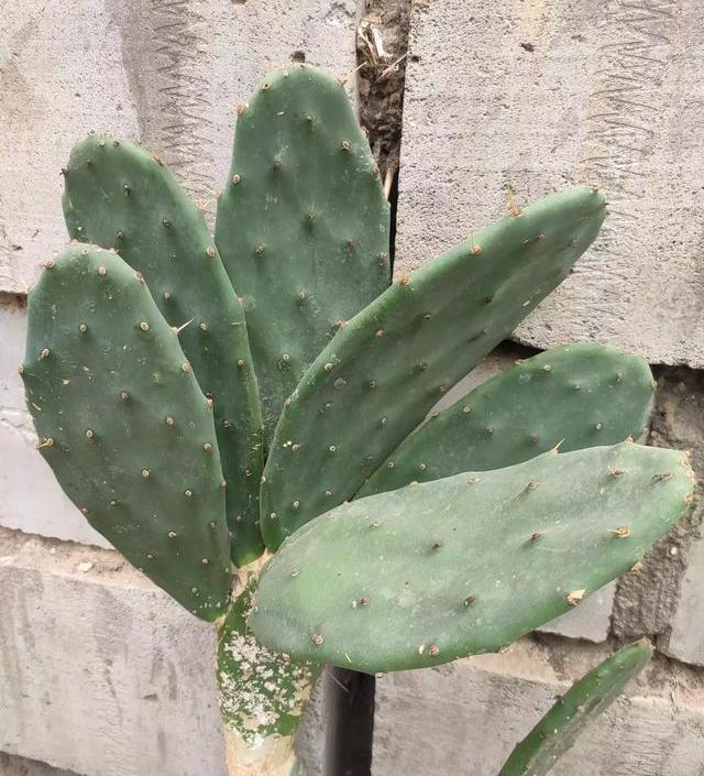 仙人掌养得干瘪瘦弱？小花匠用这方法，个个掌片半米长，宽大肥厚