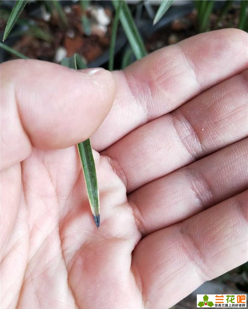 兰花黑尖和焦尖有什么区别,刚种植的兰花为什么会焦尖