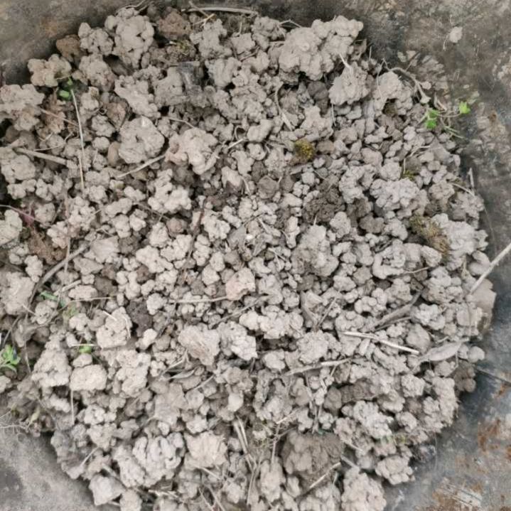 芦根的盆栽技巧,芦蒿种植不嫩怎么办