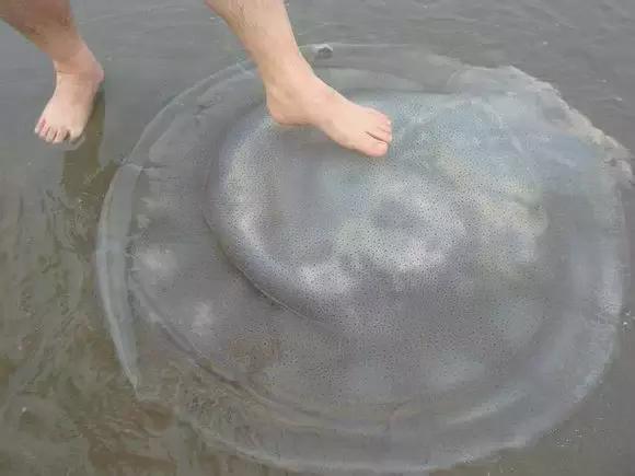 渔民海鲜大全,渔民整理的海鲜河鲜大全