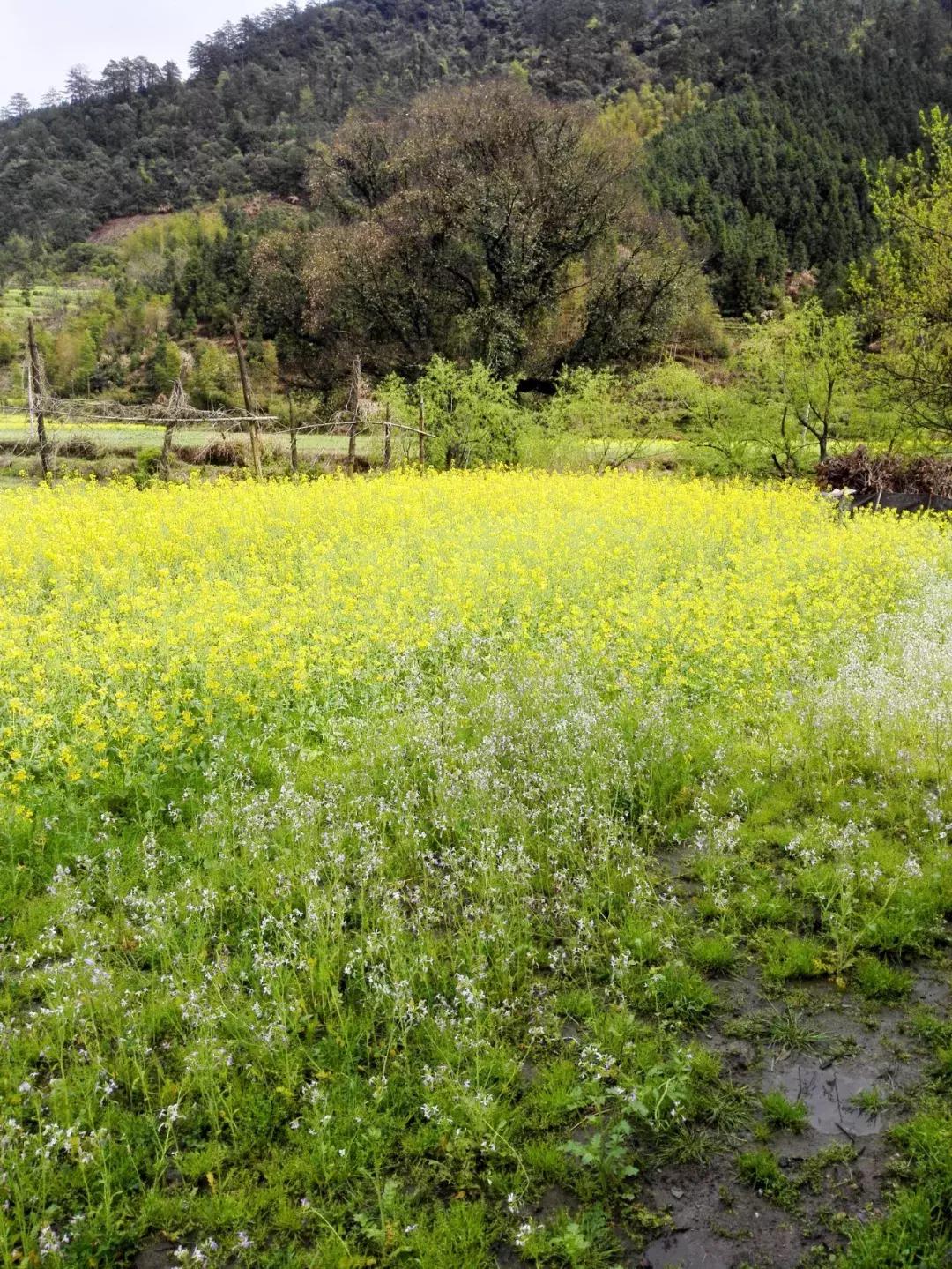 走进裔村：仙家一出寻无踪，至今流水山重重