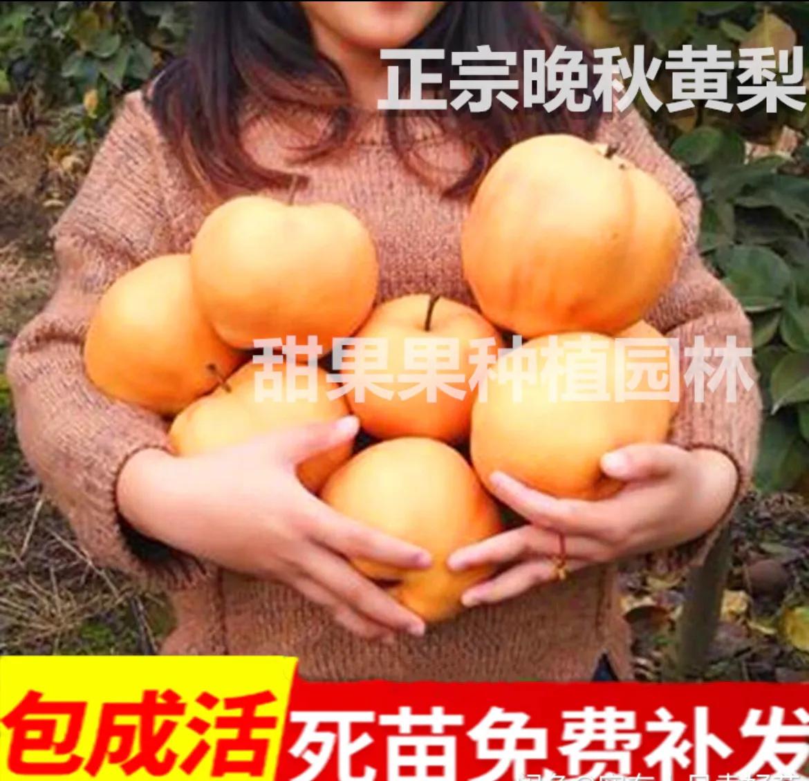 晚秋黄梨树苗哪里有售,早熟红心梨树苗出售